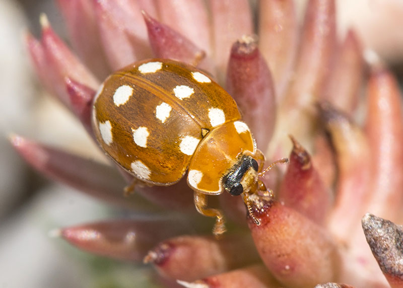 Coccinellidae: Calvia quatuordecimguttata? S.